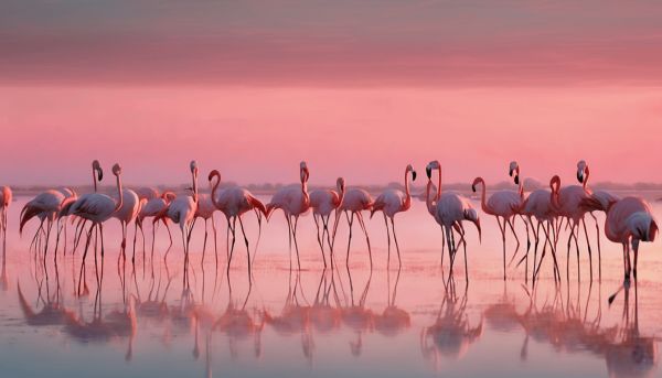 Où observer les flamants roses en Camargue pour une expérience unique ?