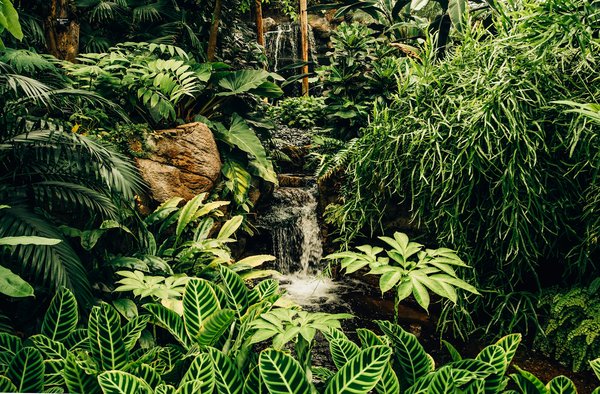 Quels sont les meilleurs itinéraires pour une randonnée en forêt tropicale en Amérique Centrale?